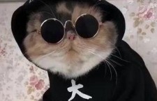 吃瓜娱乐的喵哥是谁啊视频,吃瓜娱乐界的神秘喵哥是谁？